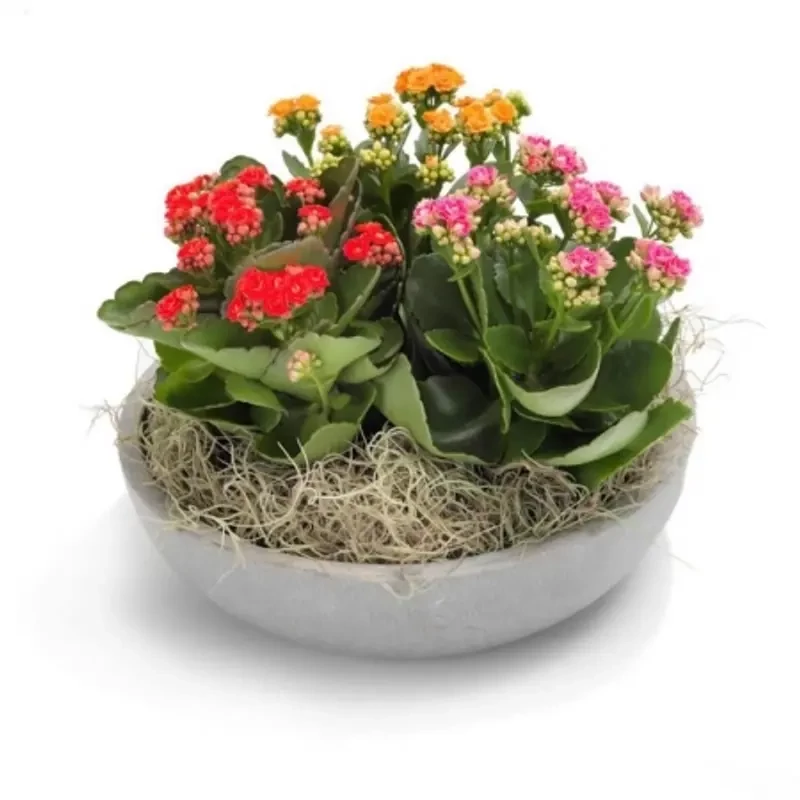 cserepes virág házhoz szállítása Budapesten