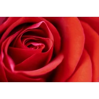 Variációk Valentin-napi virágokra