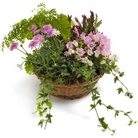 Cserepes virág házhozszállítás