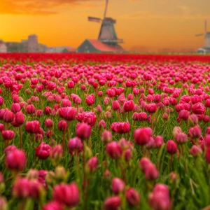 Anyák napi ajándékozás a világ körül