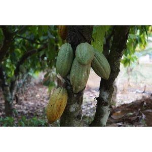 Hogyan lesz tökéletes a csoki ajándékcsomag?