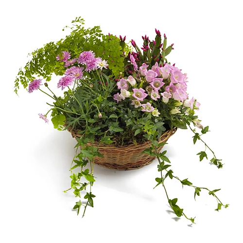 Cserepes virágküldés