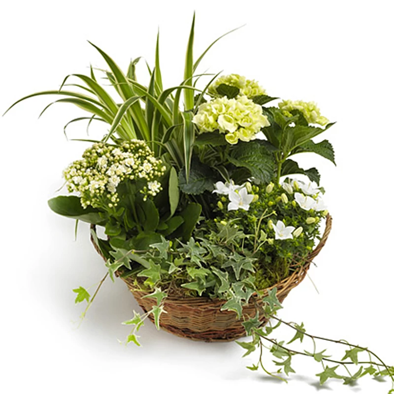 Cserepes virágküldés