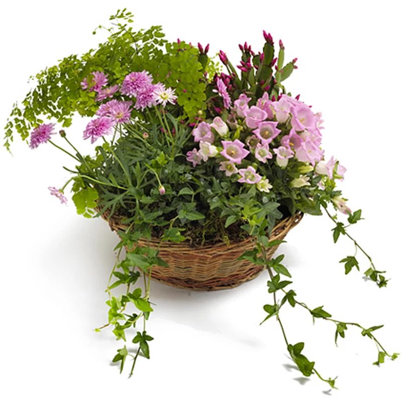 Cserepes virágküldés