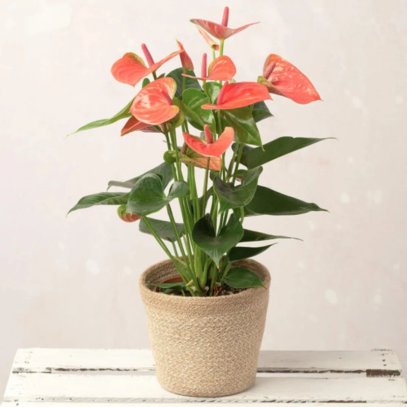 Virágküldés Budapest